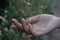 Tiny flower in one hand. Young woman hand holds the beauty of a wild flower blossom. Spa and beauty concept.