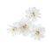 Tiny flowers of sneezewort Achillea ptarmica isolated on white background