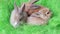 Tiny fluffy bunnies rest together, easter symbol, little cute colorful animals have fun