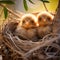 Tiny, fluffy chicks nestled in a nest among branches, close up