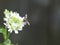 Tiny Fly Resting on White Hoary Alysum Flowers
