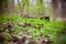 Tiny forest plants. Green grass in the woods