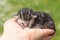 Tiny four day old kitten asleep in the palm of a hand