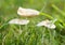 Tiny fragile white mushrooms like fairy houses with dew drops