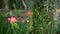 Tiny freesia hyacinth purple flower in forest, California USA. Springtime morning atmosphere, delicate tiny violet pink