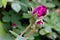 Tiny French Red Rose Buds 02