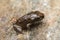 A tiny frog, 1cm in size