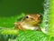 Tiny Frog on Leaf