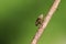 A tiny Froghopper or Spittlebug walking down a twig at the edge of woodland in the UK.