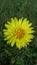 A tiny full bloomed dandelion