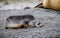 Tiny fur seal pup tired from walking