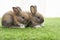 Tiny furry adorable baby rabbit sitting together on the green grass. Two baby brown white bunny playful on the meadow. Easter
