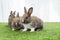 Tiny furry adorable brown white baby rabbit sitting together on the green grass. Baby bunny playful on the meadow. Easter family