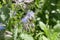 Tiny fuzzy yet edible borage flower