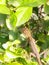 Tiny garden fence chameleon sitting on the hedge and basking in the sun