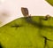 Tiny garden lizard on a leaf in home garden.
