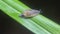 Tiny garden slug crawling on the grass.