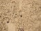 Tiny Ghost Crabs digging holes