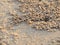 Tiny Ghost Crabs digging holes in the sand