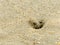 Tiny Ghost Crabs digging holes in the sand