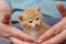 Tiny ginger kitten