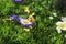 Tiny giraffe smelling artificial flower