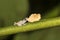Tiny Glass Frog Rests Chin on Fungus in Jungle