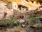 Tiny Globemallow Wildflowers in front of Blurry Cliff Dwelling