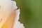 Tiny gold white and black beetle on edge of peach coloured rose petal