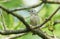 A tiny Goldcrest, Regulus regulus, perching on a branch of a tree in spring.