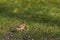 Tiny Goldcrest, Regulus regulus, sitting on ground