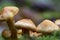 Tiny Golden Mushrooms on the Forest Floor