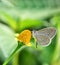 Tiny grass blue butterfly: Zizula hylax collecting nector from a yellow   flower