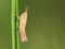 Tiny grasshopper