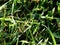 Tiny grasshopper hidden in the green grass, camouflage