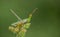 A tiny grasshopper Sitting on a plant camouflage