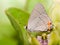 Tiny Gray Hairstreak butterfly