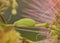 Tiny green Gray Hairstreak butterfly caterpillar on a flower stalk