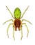 Tiny green male spider