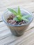 Tiny green succulent plant thriving