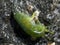 Tiny Green Tide Pool Shrimp