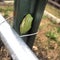 Tiny green tree frog on garden post