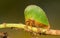 Tiny green Treehopper