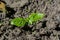 Tiny green verdant basil transplant growing in the garden