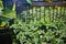 Tiny green and white leafed plant growing at bottom of rusty bird cage close up