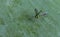 Tiny Green Winged Insect on a leaf