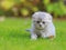 Tiny grey kitten on green grass