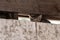 Tiny, grey, tiger stripe kitten finds shelter beneath a wooden beam
