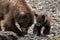 A tiny grizzly baby with its mother who is searching for claims on a beach of Katmai, Alaska