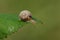 A tiny Hairy Snail, Trochulus hispidus, crawling over a leaf at the edge of a woodland glade.